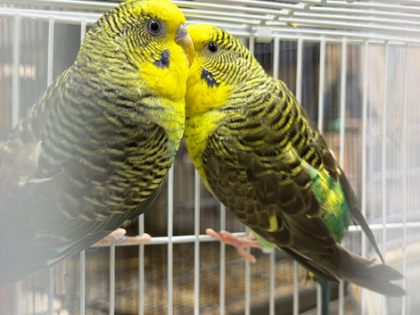Breeding pair of black wing available