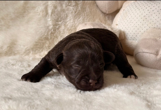Chocolate Wheaten Parti Mini Schnauzers