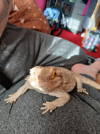 Breaded dragon