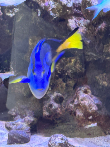 Regal Tang (Dory) 3-4inch