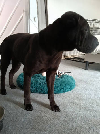 Black KC reg sharpei
