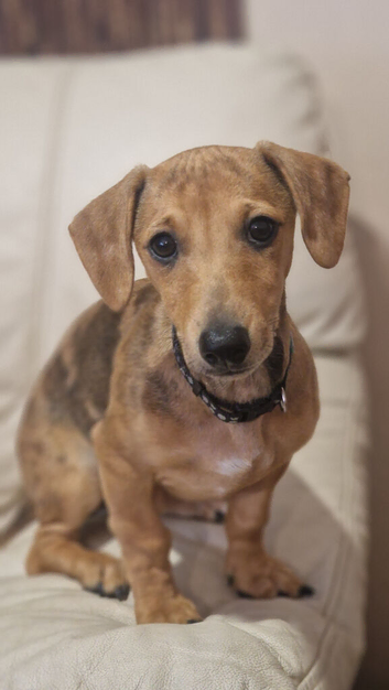 Dachshund famale