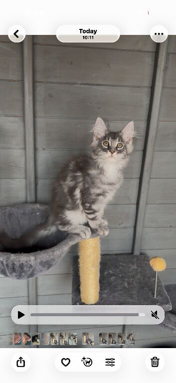 TICA registered Maine Coon kittens