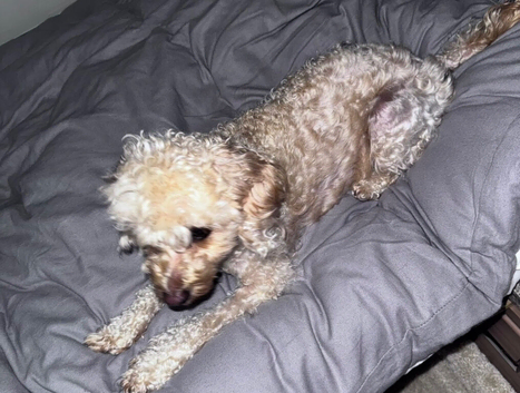 Cockapoo for sale