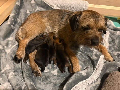 KC Registered Slem clear Border Terrier Pups