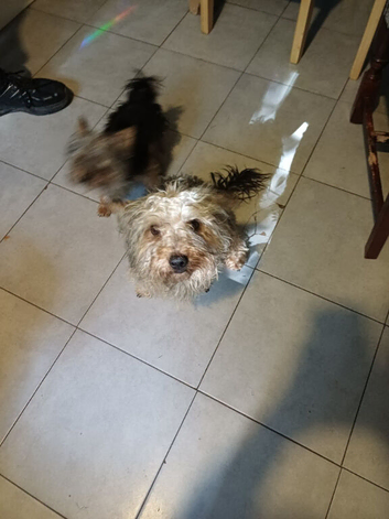 8 to 9 months yorkiepoos