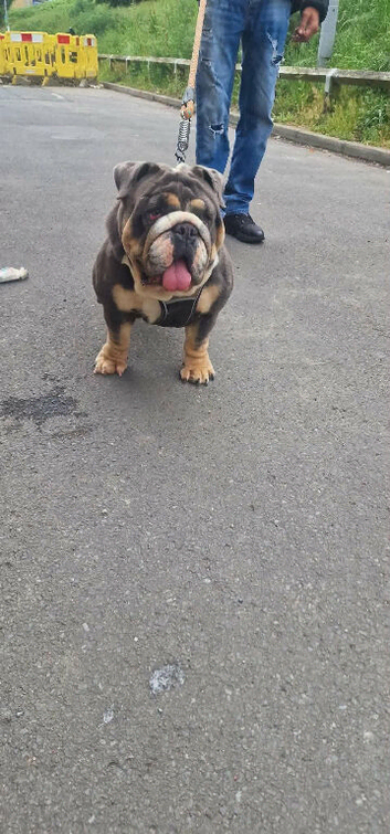 Blue and tan female 3 year old