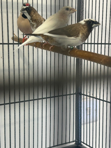 Bengalese finches