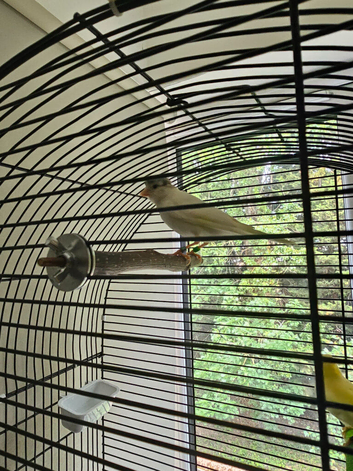 Beautiful Pair of crested canaries
