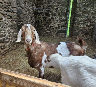 Anglo Nubian-cross nanny goat