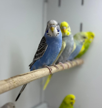 Baby budgies