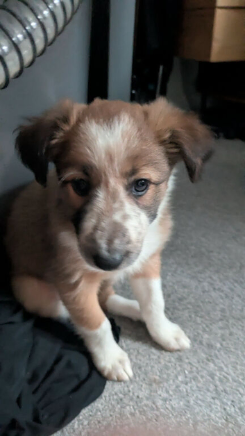 Border collie puppy