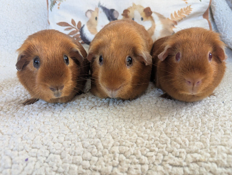 In search of experienced guinea pig person for home visit holiday feeding