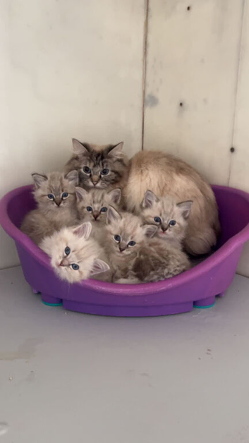 Beautiful Ragdolls
