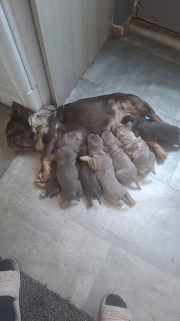 Meet The Rainbow Litter