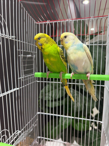 Few pair of budgies with separate cage