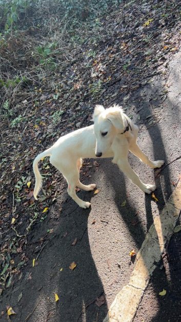 Saluki greyhound pup