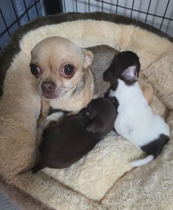 Adorable Chihuahua puppies.