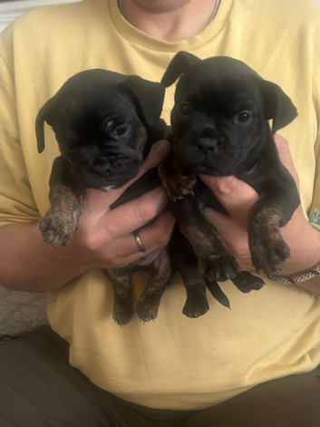 FRENCH BULLDOG CROSS
