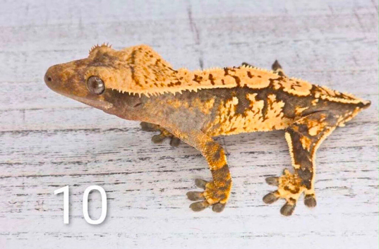Crested geckos for sale!