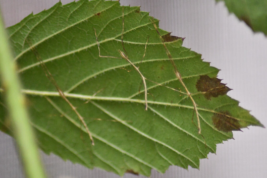 Vietnamese Stick Insect Nymphs
