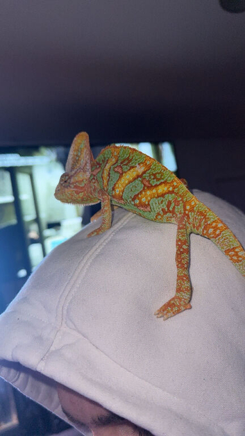 Chameleon + full set up with extra bulbs etc