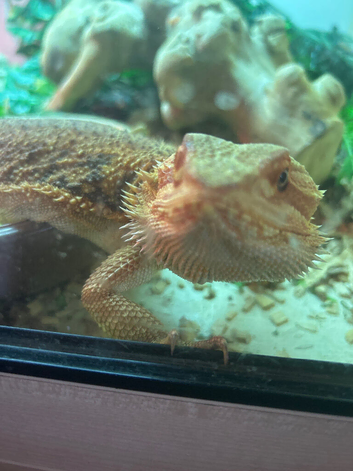 Bearded Dragon with Full Setup