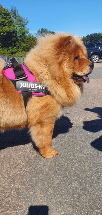 Show stopping DWKC chow chow pups