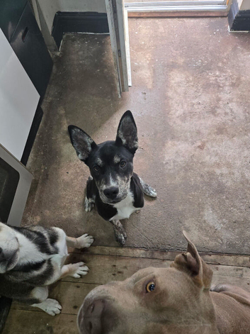 4 Month Old