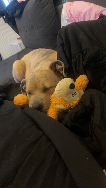6 month old puppy