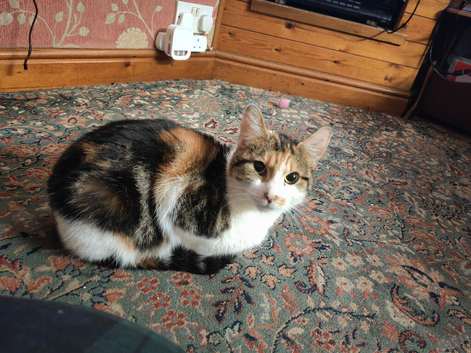 Looking to re-home these 4  lovely cats