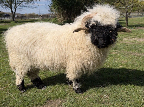Valais blacknose Ram