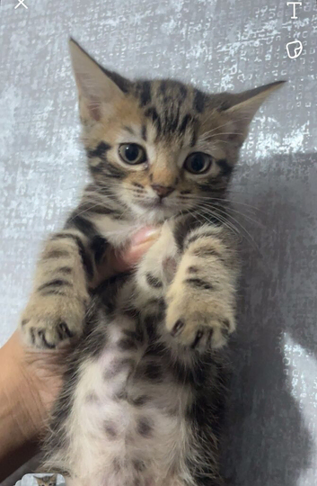 maine-coon x British shorthair