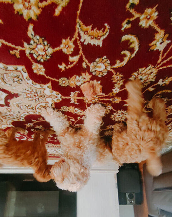 Toy cavapoo