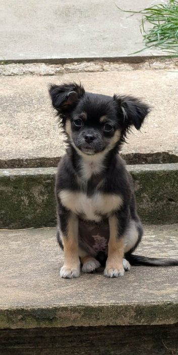 6 month old Chihuahua girl