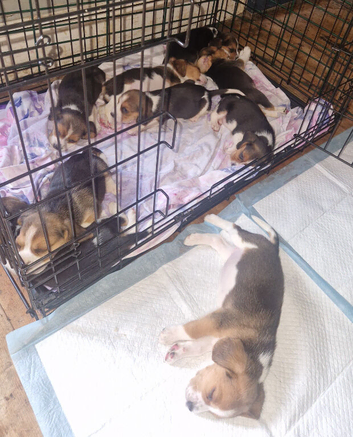 Beagle puppies