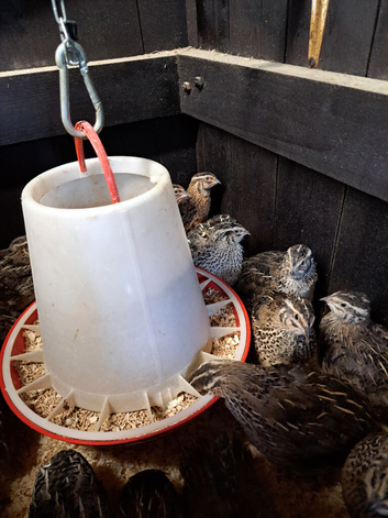 Japanese courtnix jumbo quails