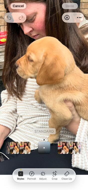 Superb KC Reg Labrador Puppies
