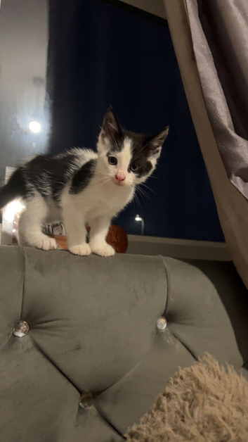 Kittens