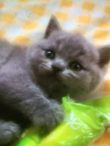 Pure British blue kittens