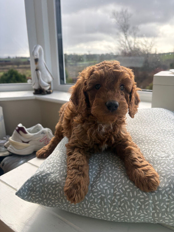 Lovely cockapoo pups