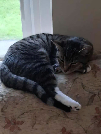 Male tabby 8 months old for sale.
