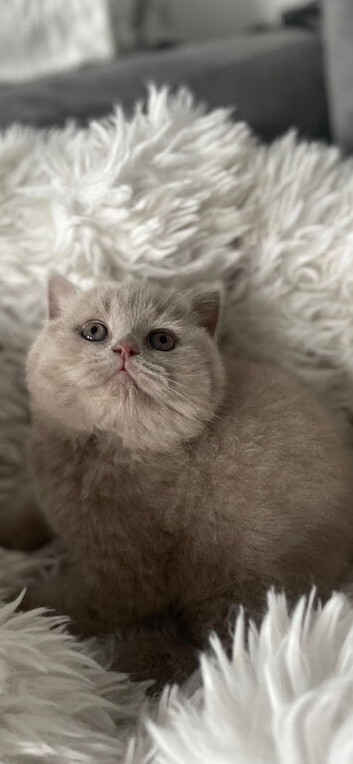 STUNNING PEDIGREE BRITISH SHORTHAIRS