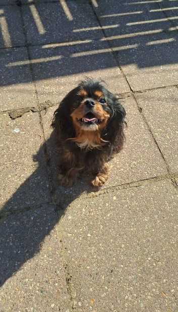 Beautiful black and tan girl