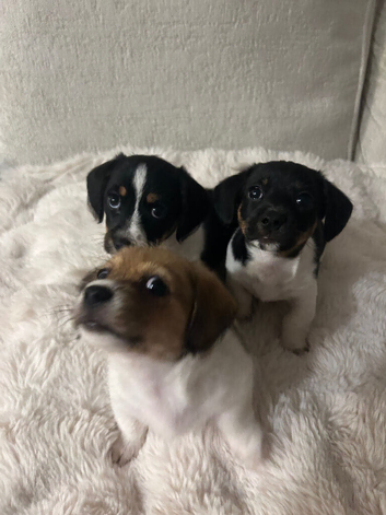 Mauxie ( Miniature Dachshund x Maltese )