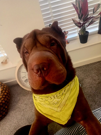 STUD ONLY Shar pei