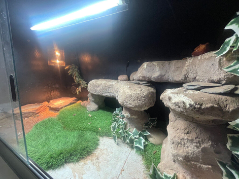 Adult male (pos) bearded dragon