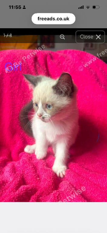 Kittens female ready now