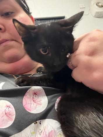 2 female black kittens