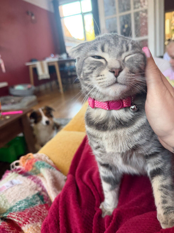 Cookie- urgent re-homing! grey tabby Scottish fold